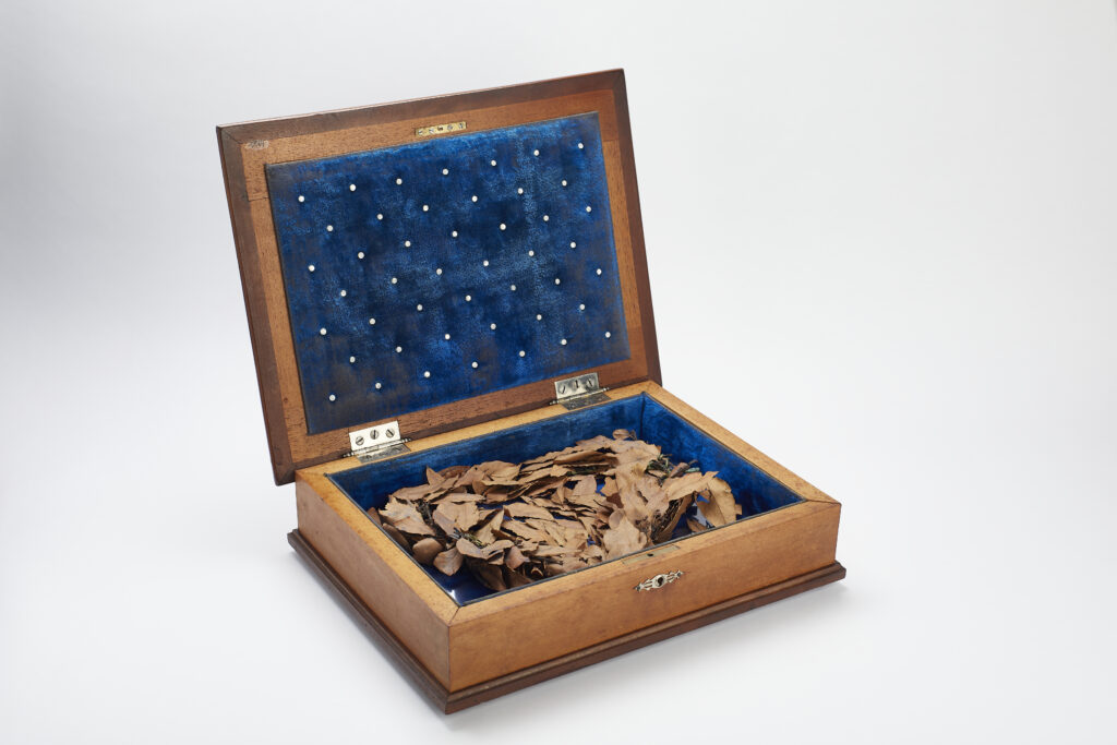 COROA-MP.1114.2-Rafael-Dabul-1024x683 Múltiplo Emiliano