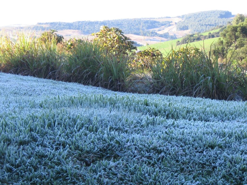 SUDOESTE-Palmas-Geada-Credito-Silvia-Bocchese-de-Lima-1024x768 Lugar de aconchego