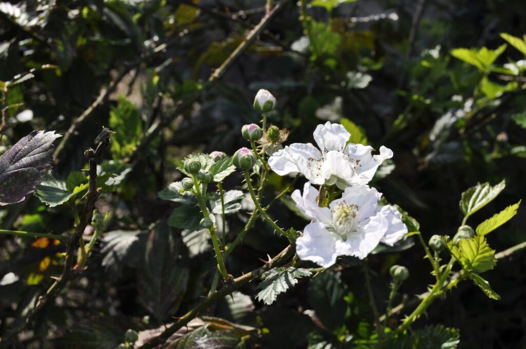 DSC0011-1024x680 Souvenir gastronômico
