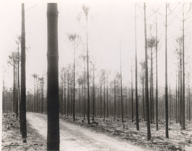 Ki220.0001-0001_INCENDIO-1963-1 Seca. Geada. Fogo