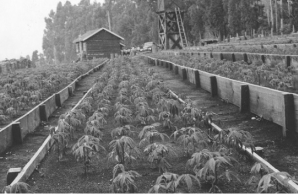 reflorestamento Seca. Geada. Fogo