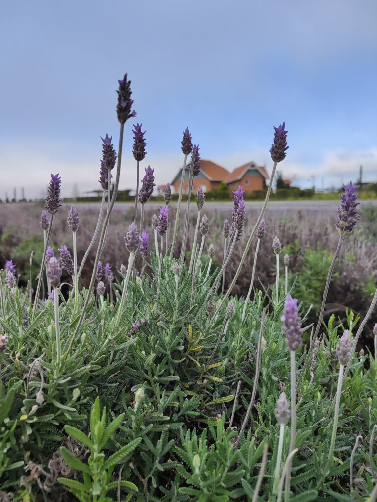 02-OU-ESTA-768x1024 Campos Gerais: um destino em constante renovação
